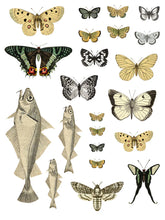 Load image into Gallery viewer, Entomology Etcetera IOD Transfers 12X16 Pad