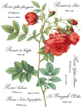 Load image into Gallery viewer, Redouté 11 IOD Transfers 12X16 Pad