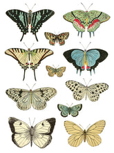 Load image into Gallery viewer, Entomology Etcetera IOD Transfers 12X16 Pad
