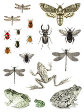 Load image into Gallery viewer, Entomology Etcetera IOD Transfers 12X16 Pad
