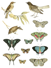 Load image into Gallery viewer, Entomology Etcetera IOD Transfers 12X16 Pad
